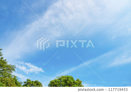 夏天的雲和樹 117719455