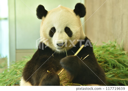 吃大熊貓 吃大熊貓 117719639