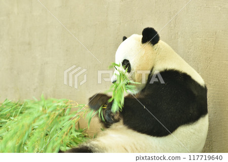 吃大熊貓 117719640