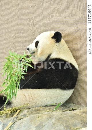 Giant panda while eating 117719641