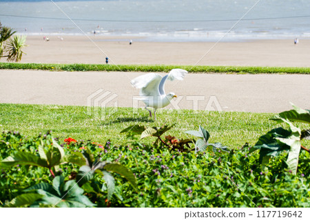 南威爾斯郊區一處淺沙灘附近,一隻大海鷗在綠樹上拍打翅膀。 南威爾斯郊區一處淺沙灘附近,一隻大海鷗在綠樹上拍打翅膀。 117719642