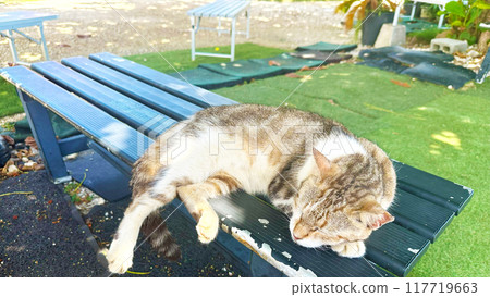 Cat taking a nap Okinawa Cat taking a nap Okinawa 117719663