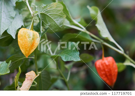 Ground cherries growing in the garden Ground cherries growing in the garden 117719701