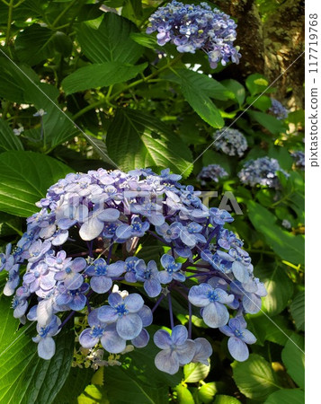繡球 繡球 117719768