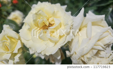 Beautiful white roses in the garden, close-up Beautiful white roses in the garden, close-up 117719823