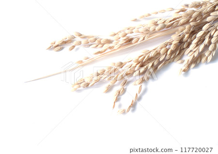 Photo of golden ripe rice ears Photo of golden ripe rice ears 117720027