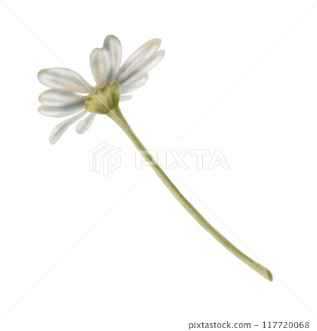 Chamomile as a symbol of medicine, healing, pharmacy. In watercolor technique and gentle tones to realize your projects Chamomile as a symbol of medicine, healing, pharmacy. In watercolor technique and gentle tones to realize your projects 117720068