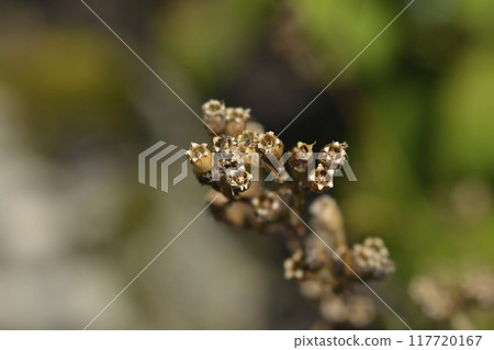 Sticky catchfly 117720167