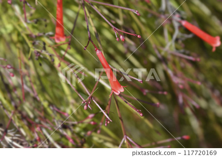 Firecracker plant Firecracker plant 117720169