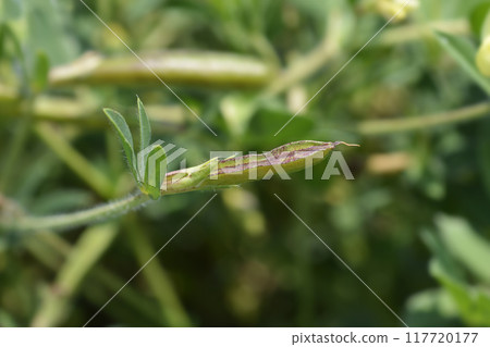 Dragons teeth Dragons teeth 117720177
