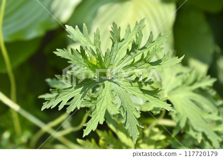 White meadow cranesbill White meadow cranesbill 117720179