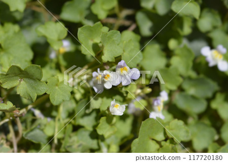 Kenilworth Ivy 117720180