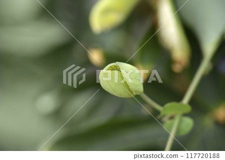 Passion Vine Gocce di Cielo Passion Vine Gocce di Cielo 117720188