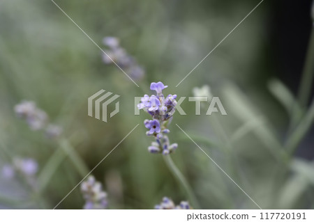Lavender Vienco Purple 117720191
