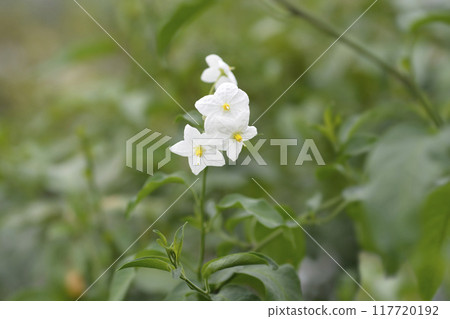 Potato vine 117720192