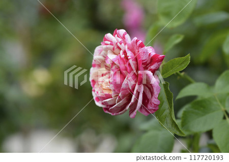 Rose Abracadabra 117720193
