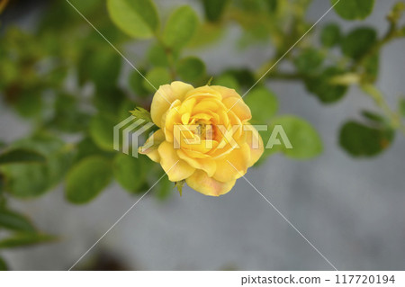 Rose Golden Penny 117720194