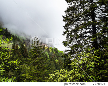 gray clouds over valley in Altindere National Park gray clouds over valley in Altindere National Park 117720421