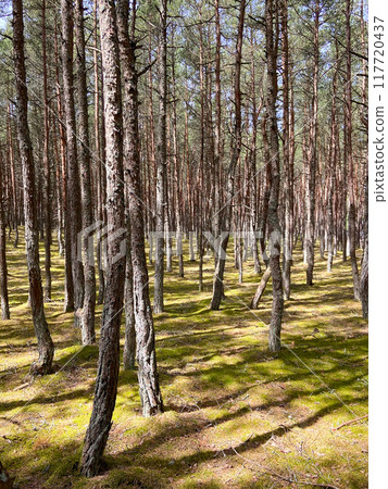 dancing forest on Curonian Spit in Kaliningrad dancing forest on Curonian Spit in Kaliningrad 117720437