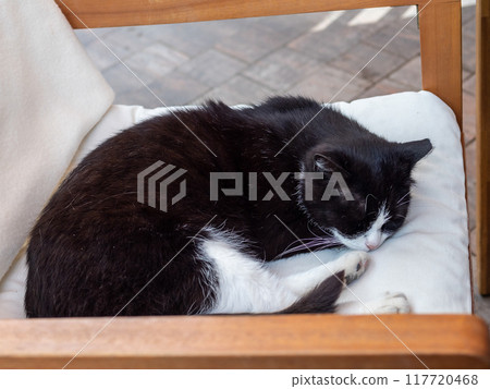 black cat with white paws sleeps on chair outdoors 117720468