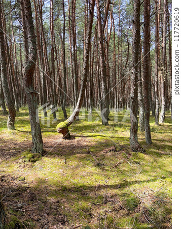 forest of dancing pines on Curonian Spit 117720619
