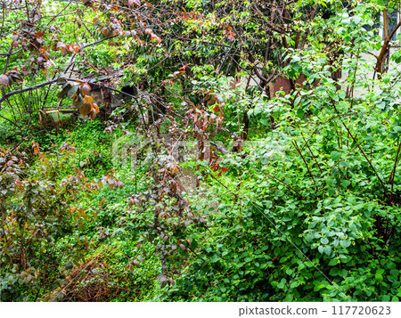 green foliage of trees in city park on summer day green foliage of trees in city park on summer day 117720623
