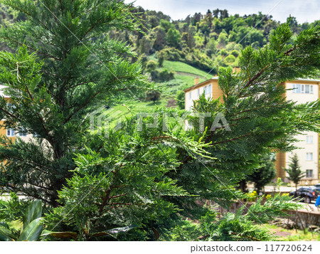 green thuja branch and country houses in Turkey 117720624