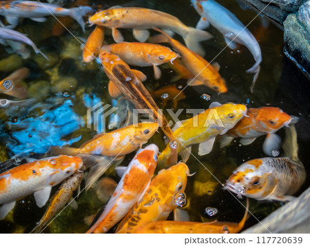 many goldfish in water in pool of city park 117720639