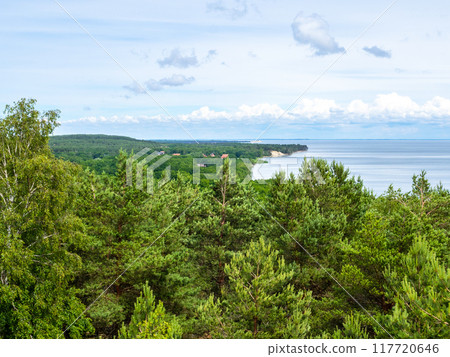 green forest at Courish Spit in Kaliningrad Oblast 117720646
