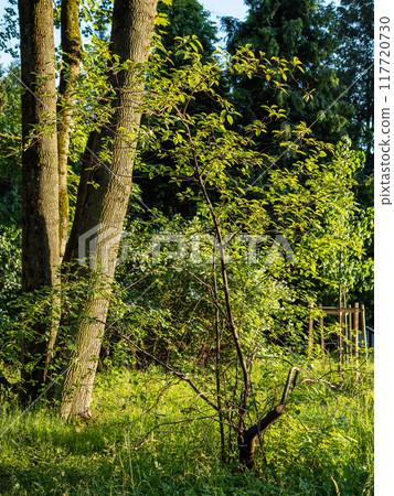 sunlit tree trunks in green park in Kaliningrad 117720730