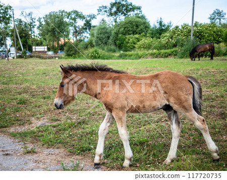foal in pasture in Kaliningrad region, Russia foal in pasture in Kaliningrad region, Russia 117720735