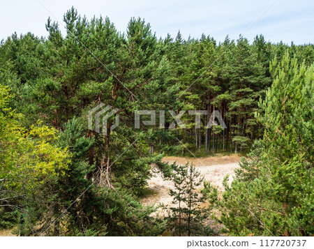 sand clearing in pine forest at Curonian Spit 117720737