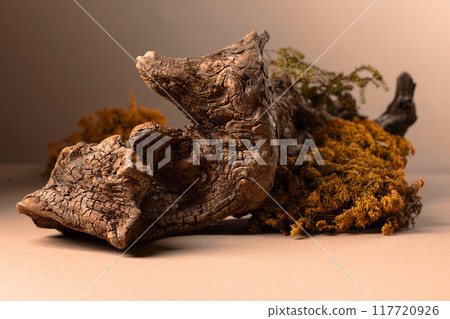 Abstract north nature scene with a composition of lichen, moss, and snags on a beige background. 117720926