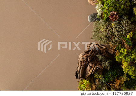 Abstract north nature scene with a composition of lichen, moss, and old snags on a beige background. Abstract north nature scene with a composition of lichen, moss, and old snags on a beige background. 117720927