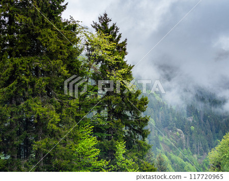 gray clouds over on overgrown mountain slope 117720965