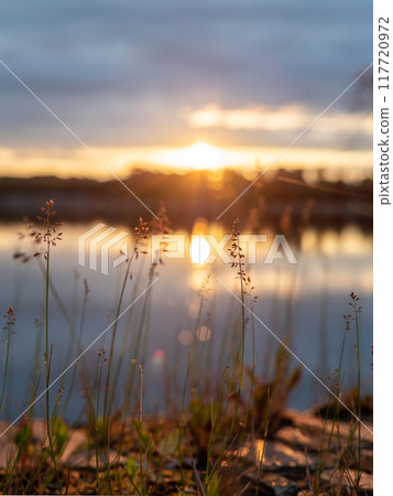 spikelets of grass on shore of pond at sunset 117720972