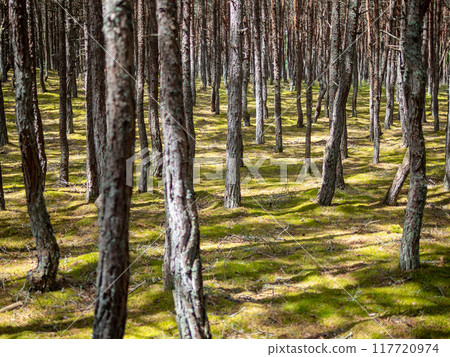 tree tunks in dancing forest on Curonian Spit tree tunks in dancing forest on Curonian Spit 117720974