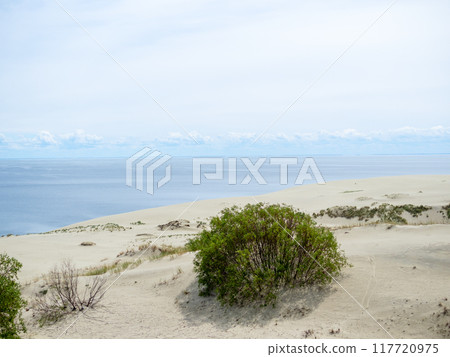 bush on sand dune at Curonian Courish Spit bush on sand dune at Curonian Courish Spit 117720975