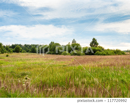 overgrown field in Yaroslavl Region of Russia 117720992