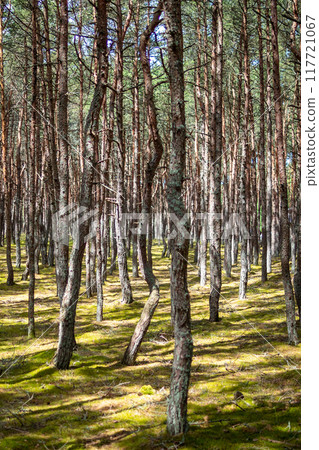 twisted trunks in dancing forest on Curonian Spit 117721067