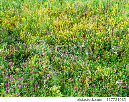 wild grass and flowers on field in summer evening 117721085