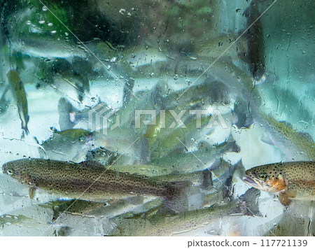 many trout fishes in outdoor glass aquarium 117721139