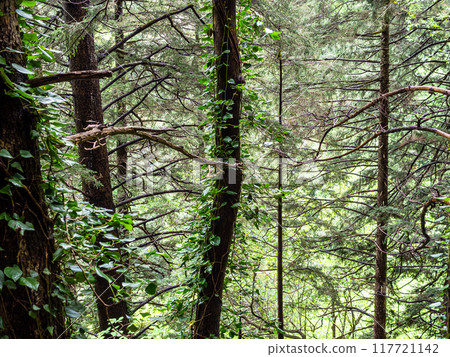 natural background with spruce tree on mountain 117721142