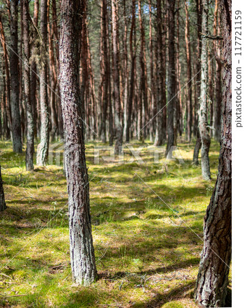 pine forest on Curonian Spit in Kaliningrad Oblast 117721159