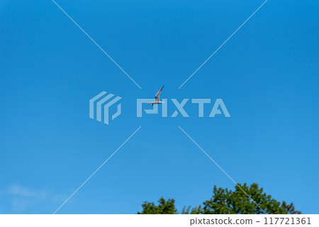 Terns are seabirds in the family Laridae, subfamily Sterninae, Terns are seabirds in the family Laridae, subfamily Sterninae, 117721361