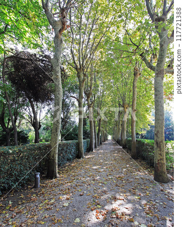 Tunnel of Trees Tunnel of Trees 117721388