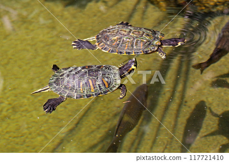Two Swiming Turtles Two Swiming Turtles 117721410