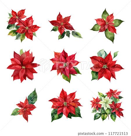 Watercolor red poinsettia flowers, Christmas bouquets, vector isolated on white 117721513