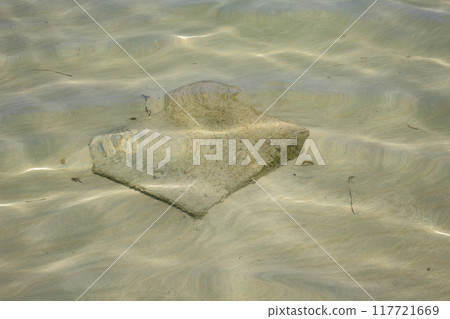 Shallow water with sandy bottom, Djerba, Tunisia Shallow water with sandy bottom, Djerba, Tunisia 117721669