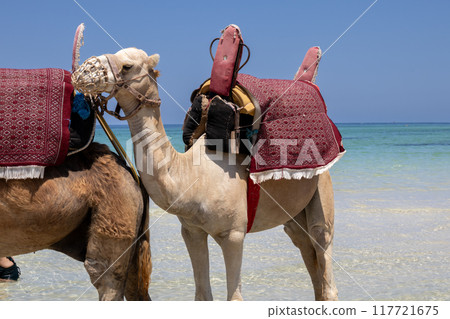 Camel in the sea, Djerba, Tunisia 117721675